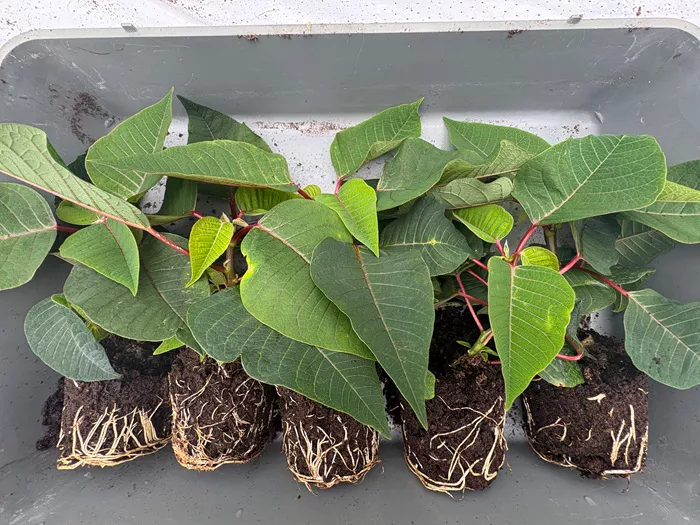 Poinsettia_Infected _Treated_Aliette .jpg